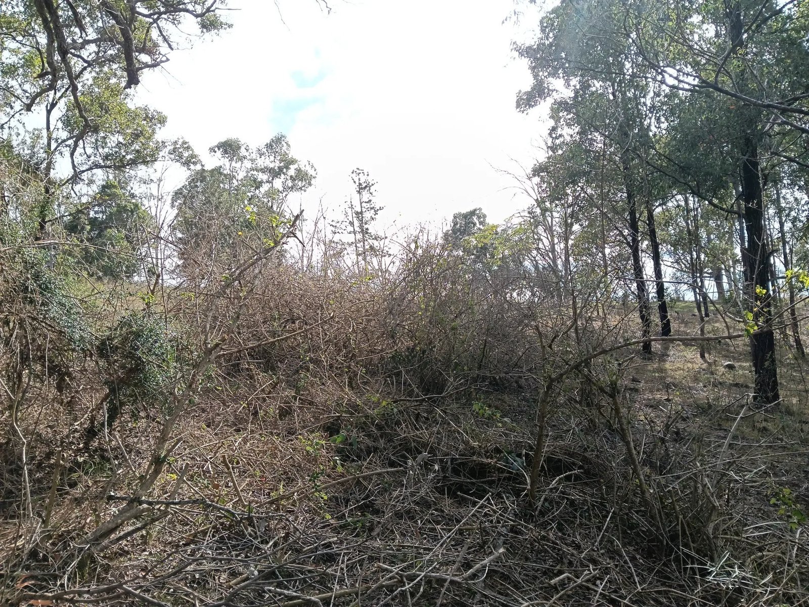 Dense weedy regrowth