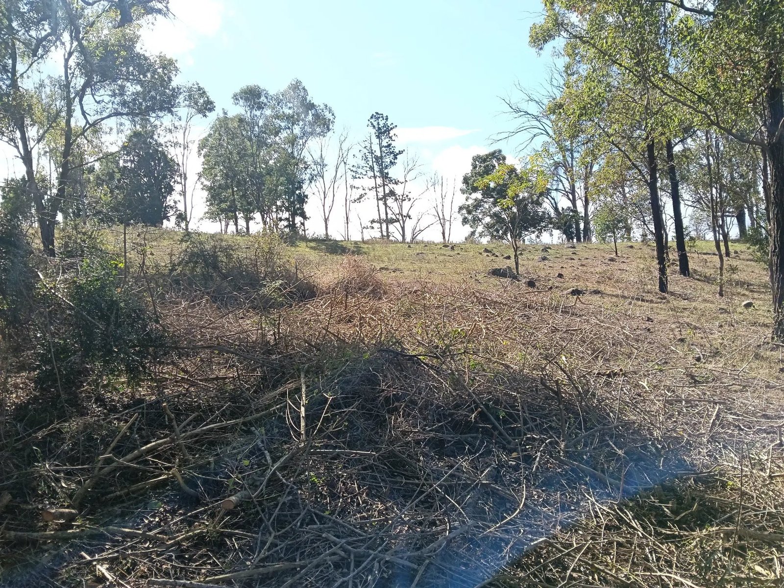 Cleared open slope
