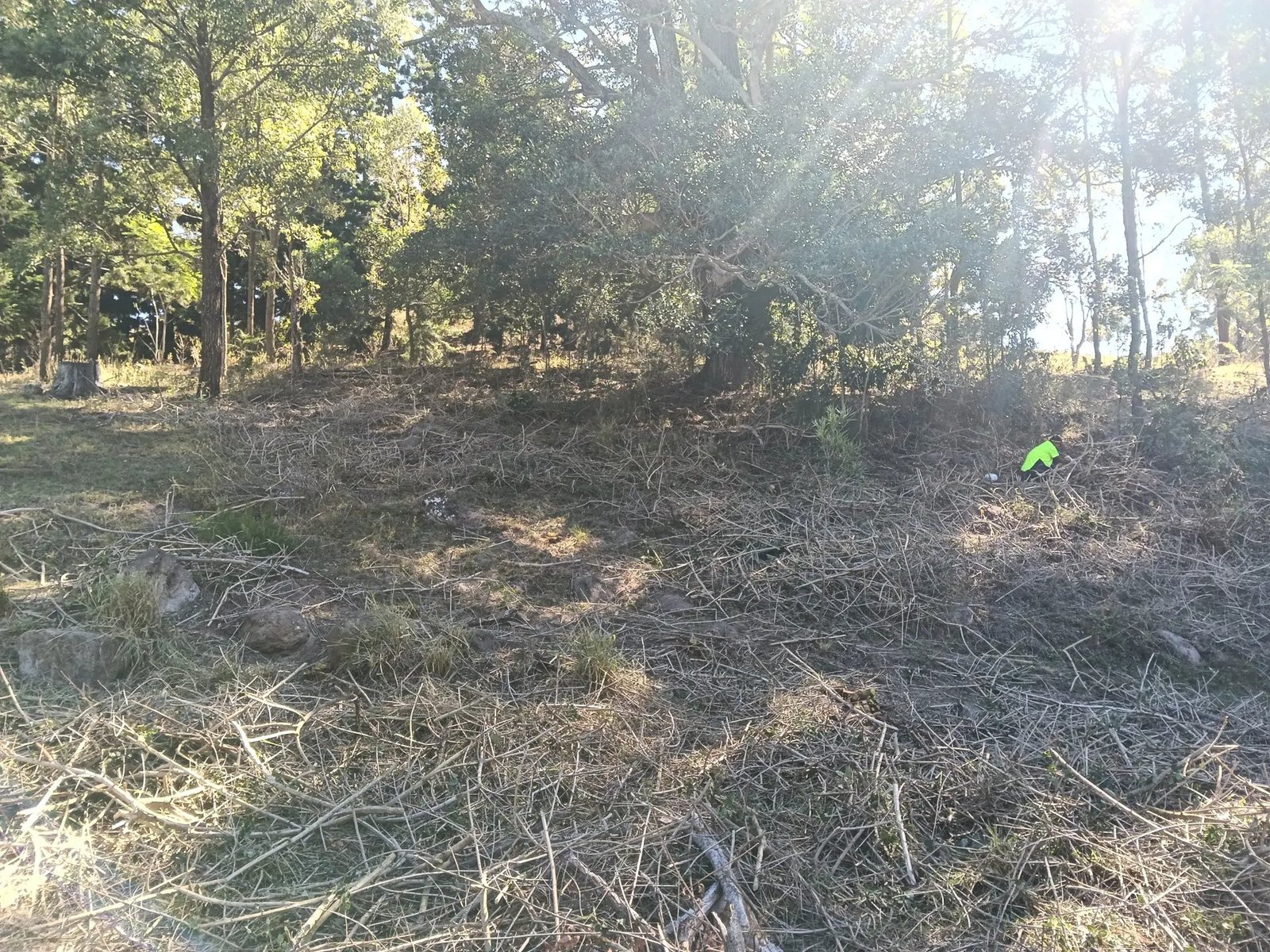 Worker in cleared bushland