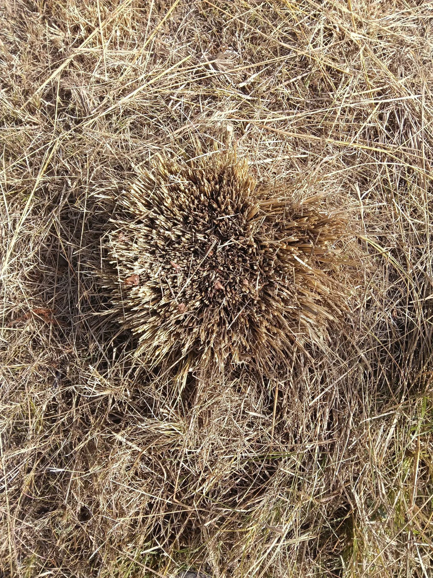 Cut grass tussock