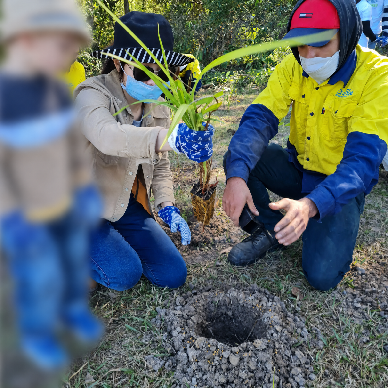 Native tree planting with child privacy blurred