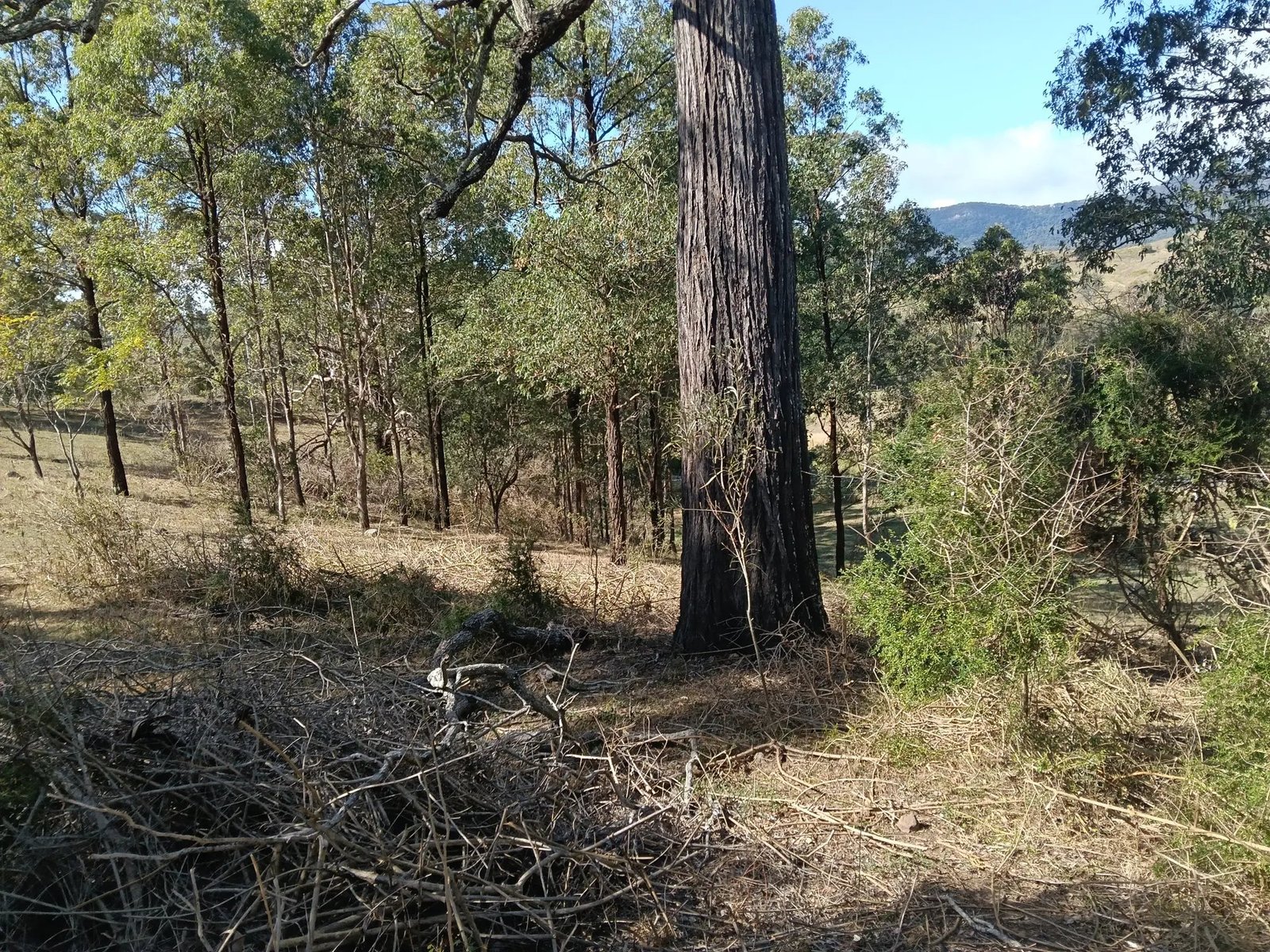 Cut debris under trees