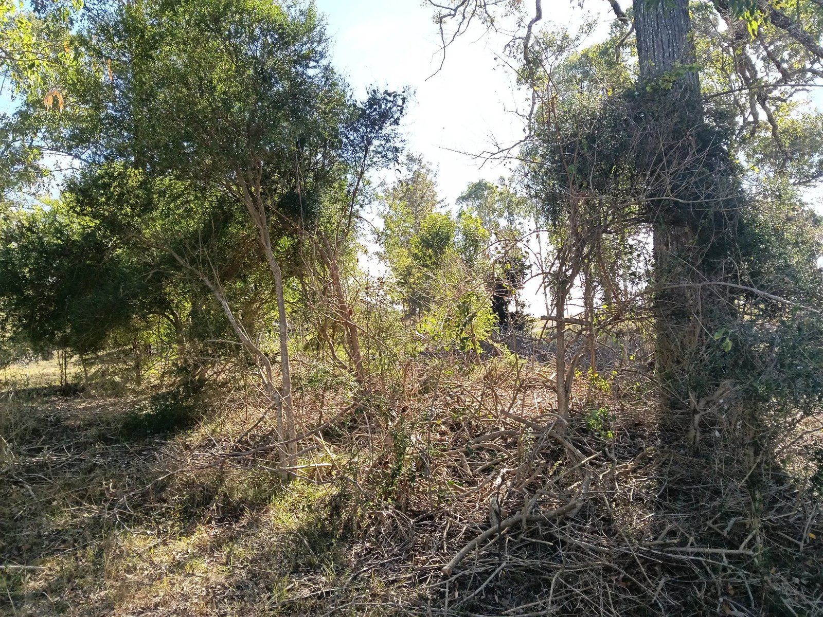 Thick understorey growth