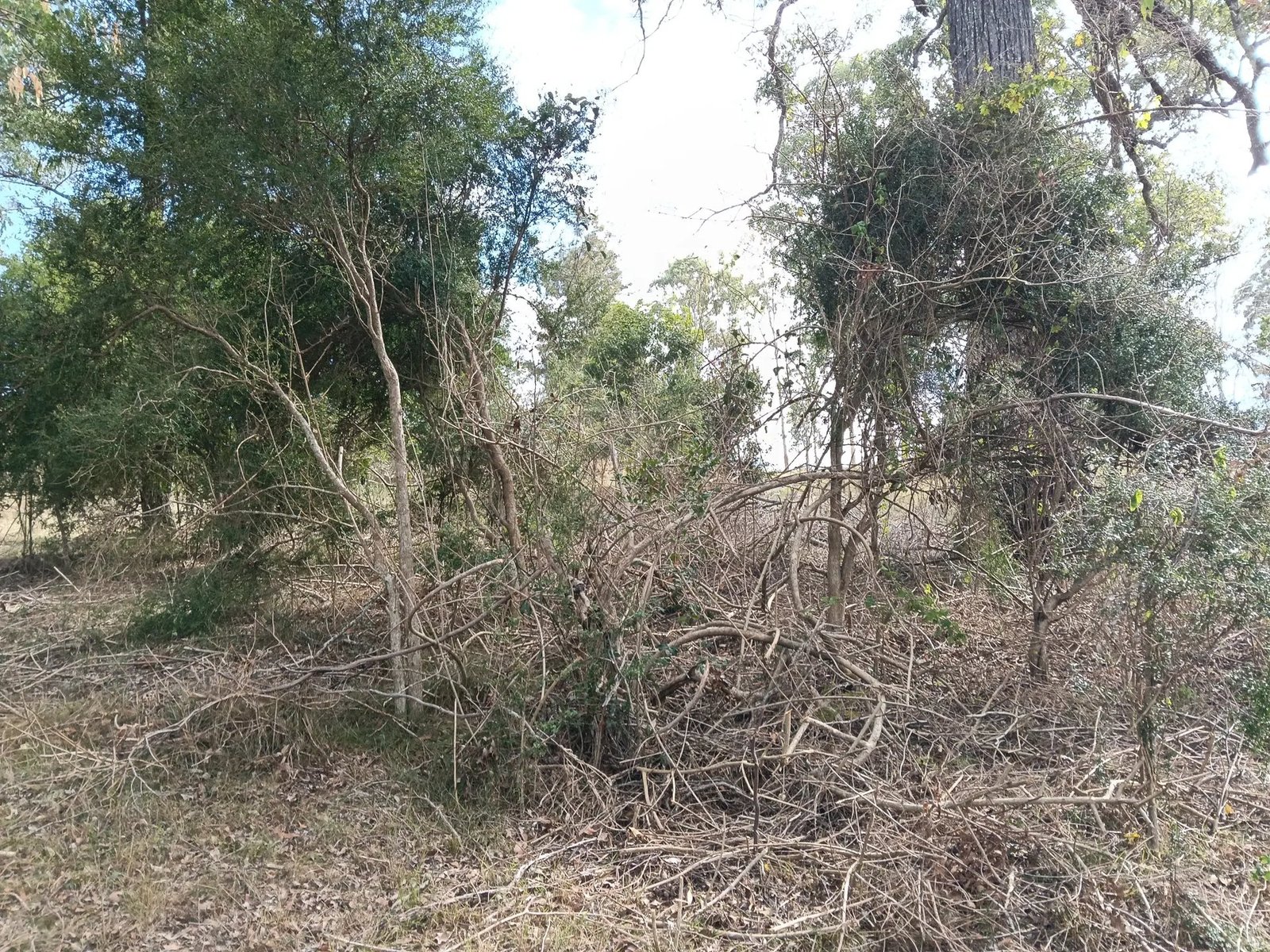 Tangled scrub and trees