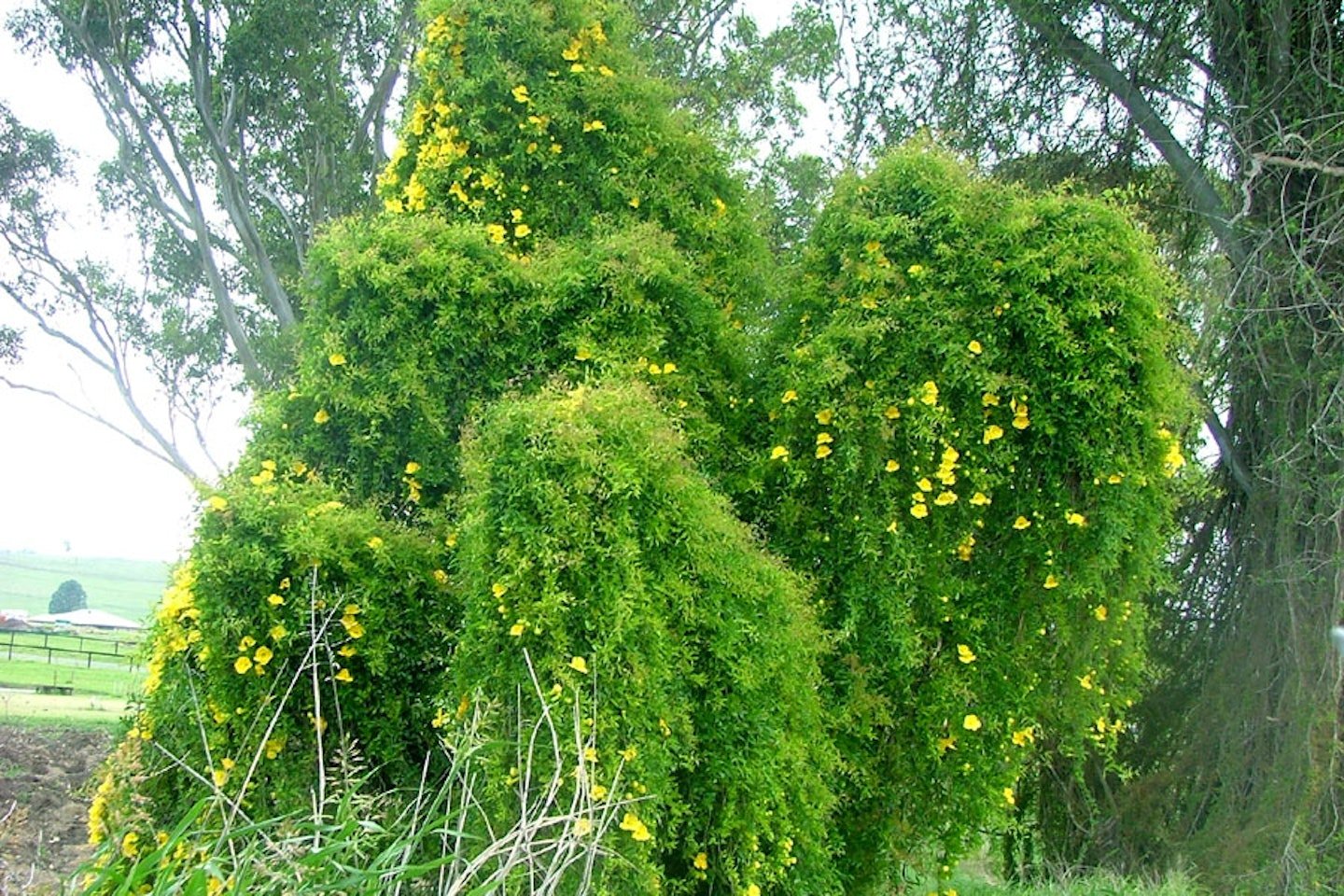 Cat's claw creeper smothering native trees in Queensland