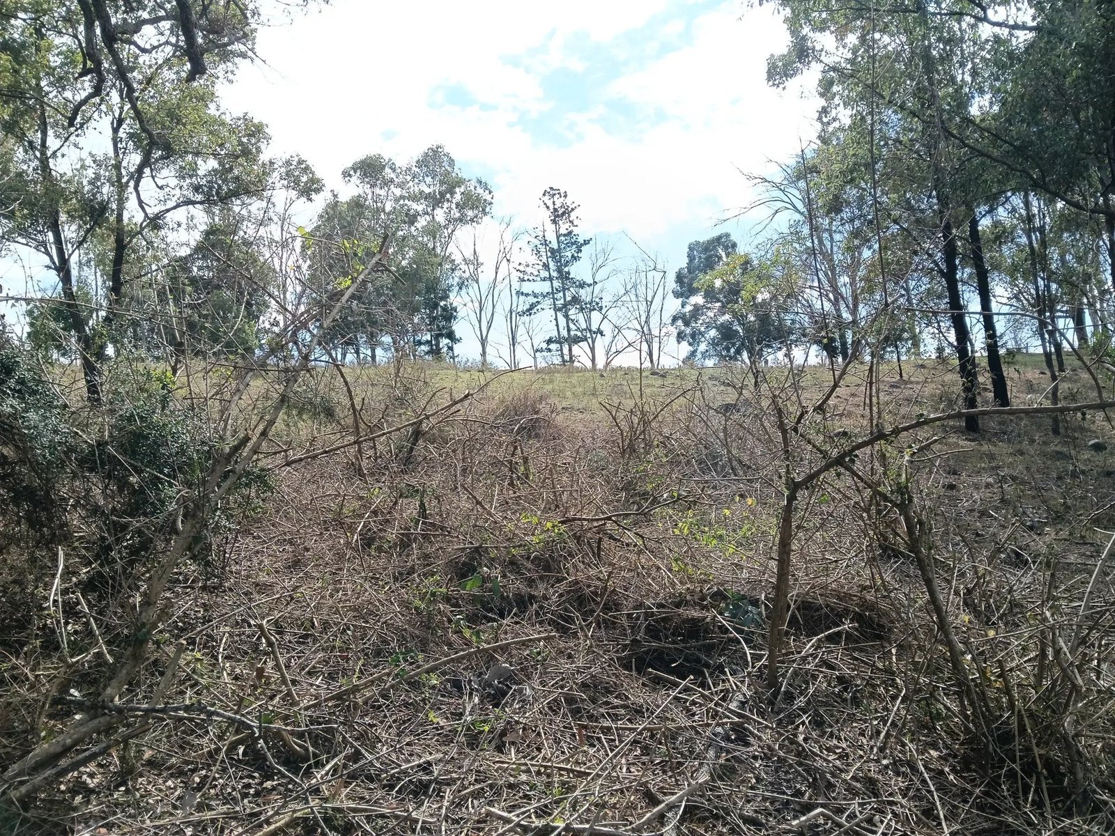 Invasive weed removal work in Queensland bushland